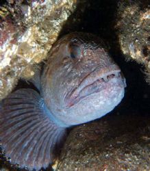 Wolf fish at Black Carr rocks, St Abbs, 19 June 2006. by Andy Colls 